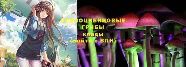 прущие грибы Вяземский